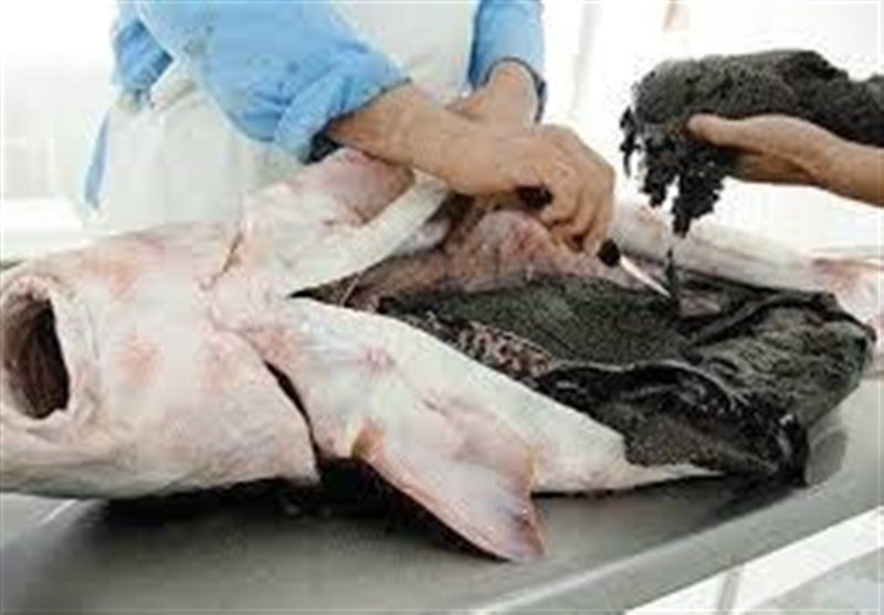 چه بلایی بر سر خاویار ایران آمد؟